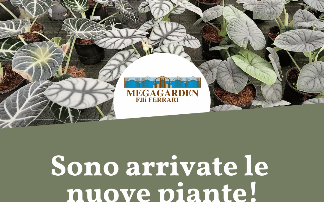 Sono arrivate le nuove piante!