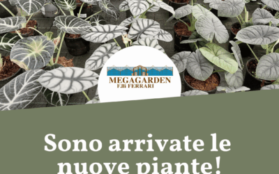 Sono arrivate le nuove piante!
